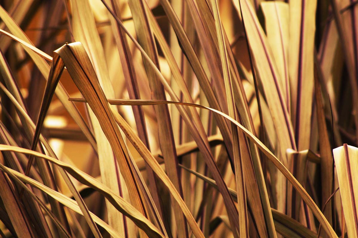 Autumn Grass Web