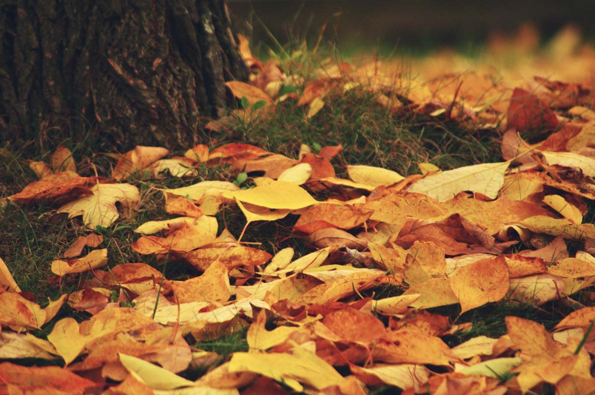 Autumn Leaves Base Of Tree Web