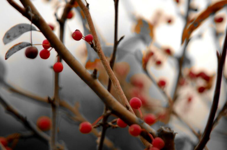 Berry Branches Web