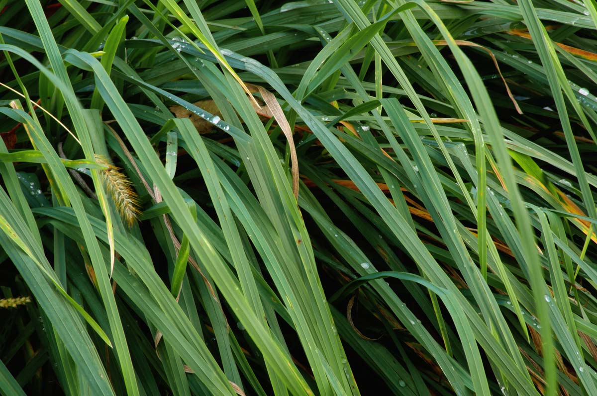 Dewdrops Ornamental Grass Web