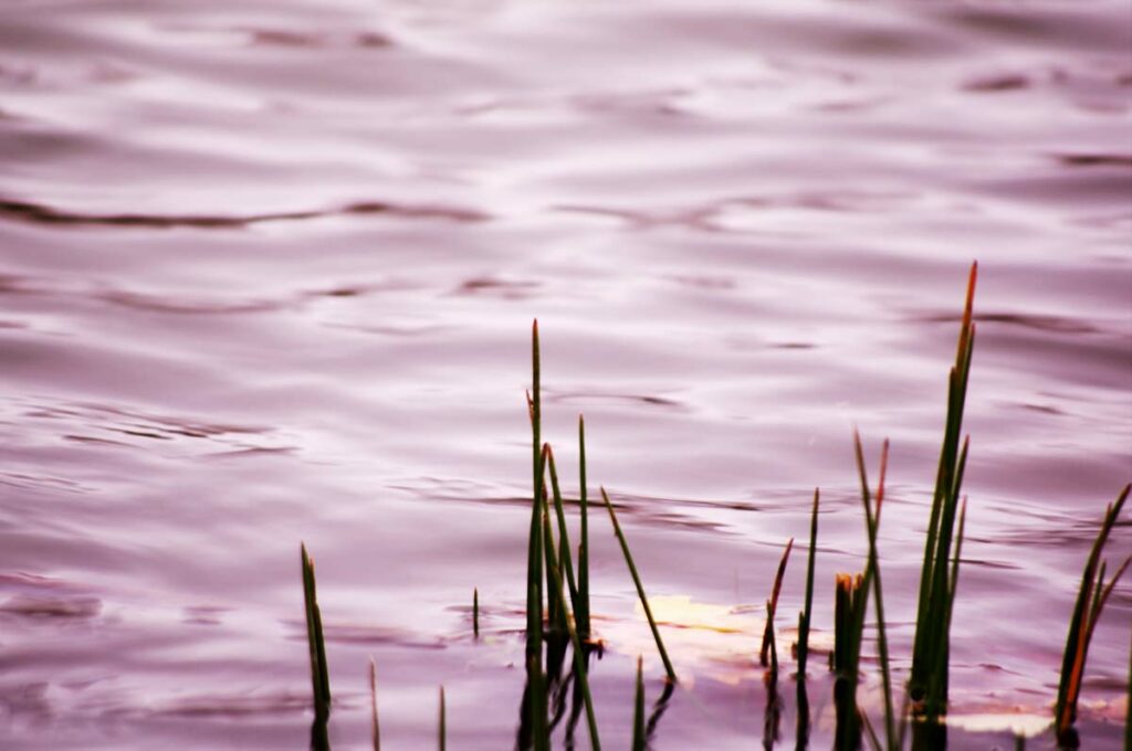 Grass In Water Lowres