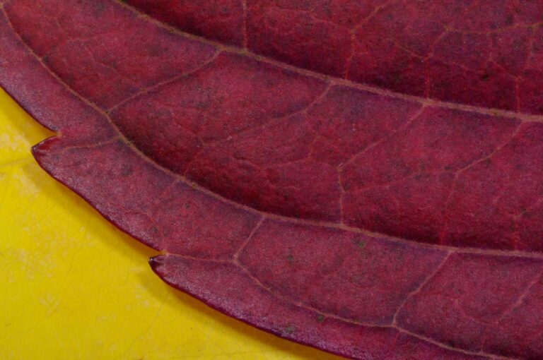 Macro Leaf Red Yellow Web