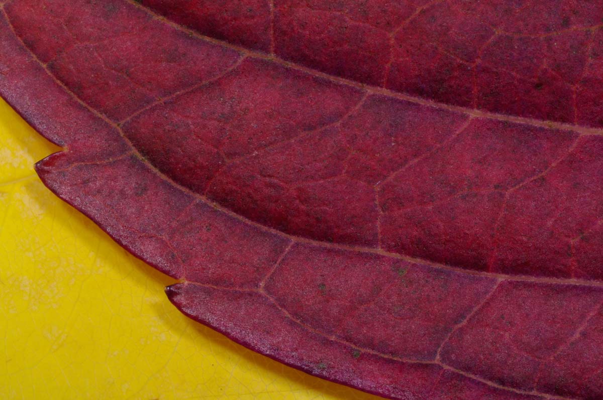 Macro Leaf Red Yellow Web