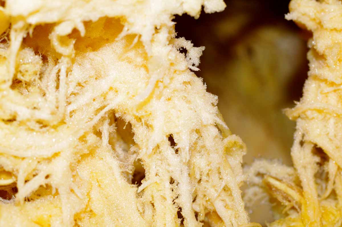 Macro Pumpkin Pulp Web Preview