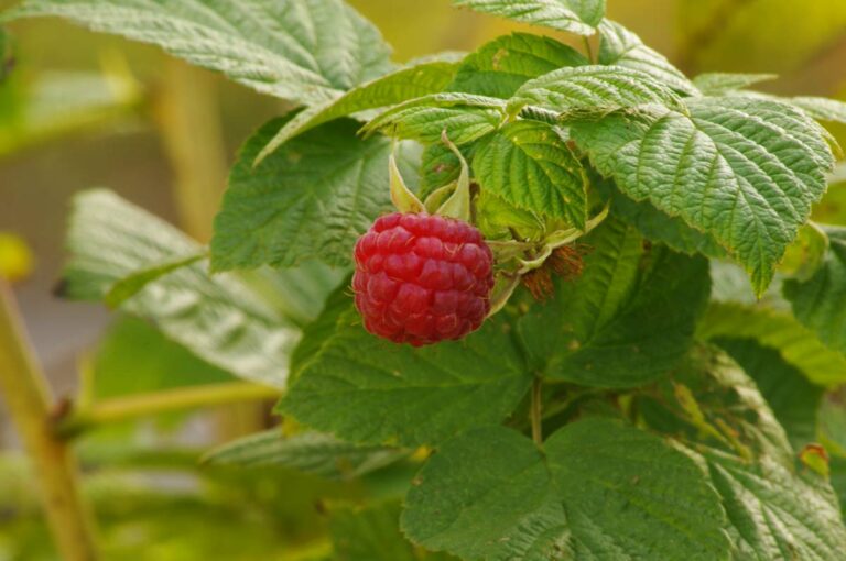Raspberry Web
