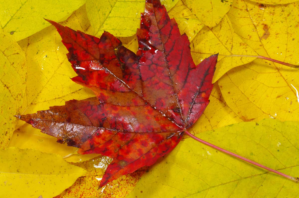 Red Maple Leaf Web