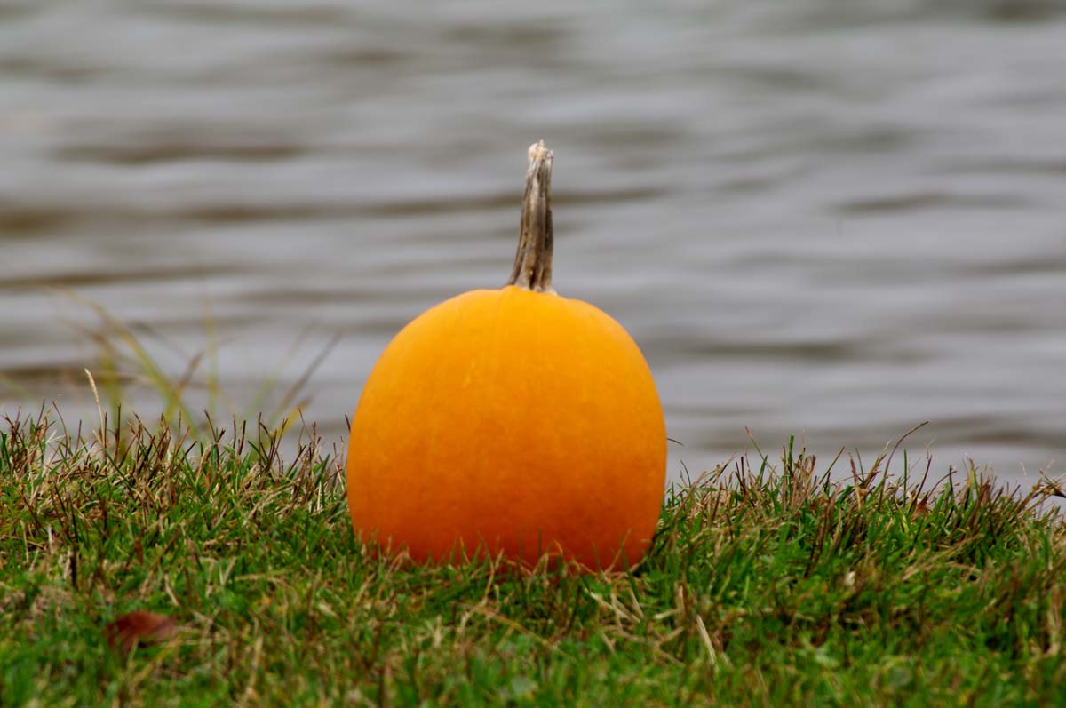 Smx Pumpkin In Grass Lowres