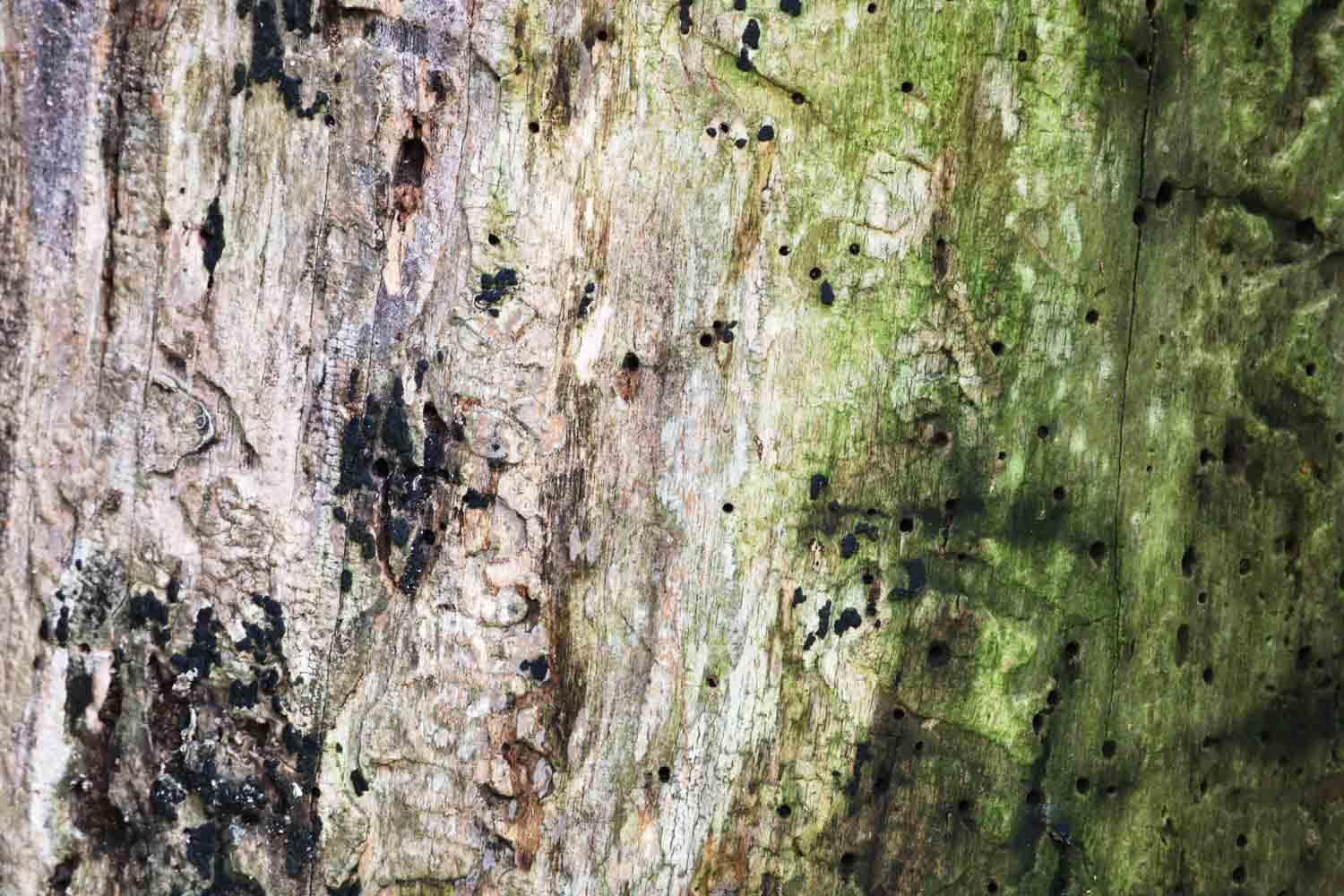 Treebarkmacro2