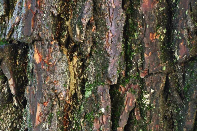 Woodbarkmacro1