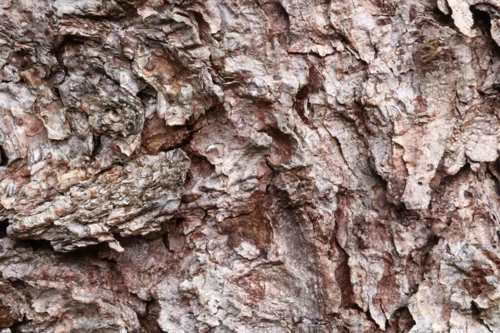 Woodbarkmacro3