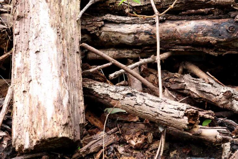Woodpile