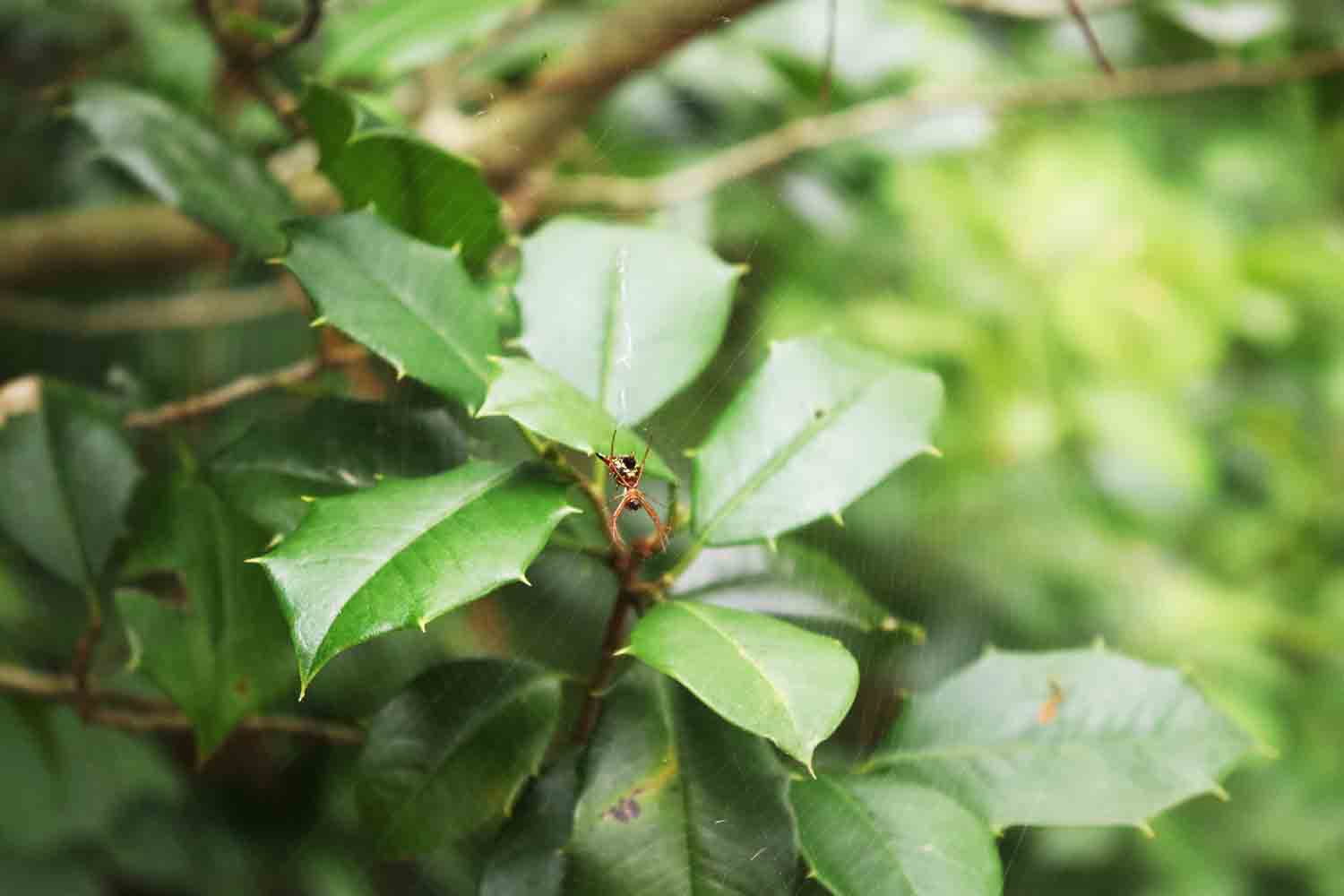 Arrow Shaped Orb Weaver 1.jpg
