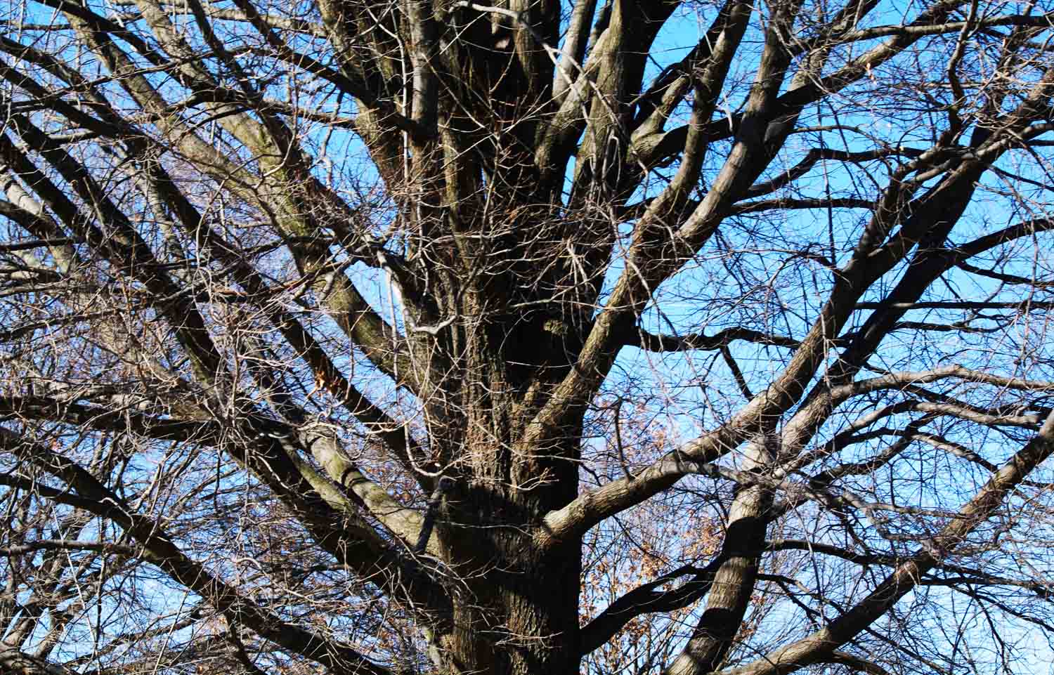 Bare Tree Branches1 1.jpg
