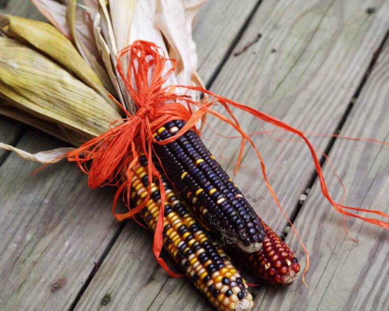 Calico Corn Autumn 1.jpg