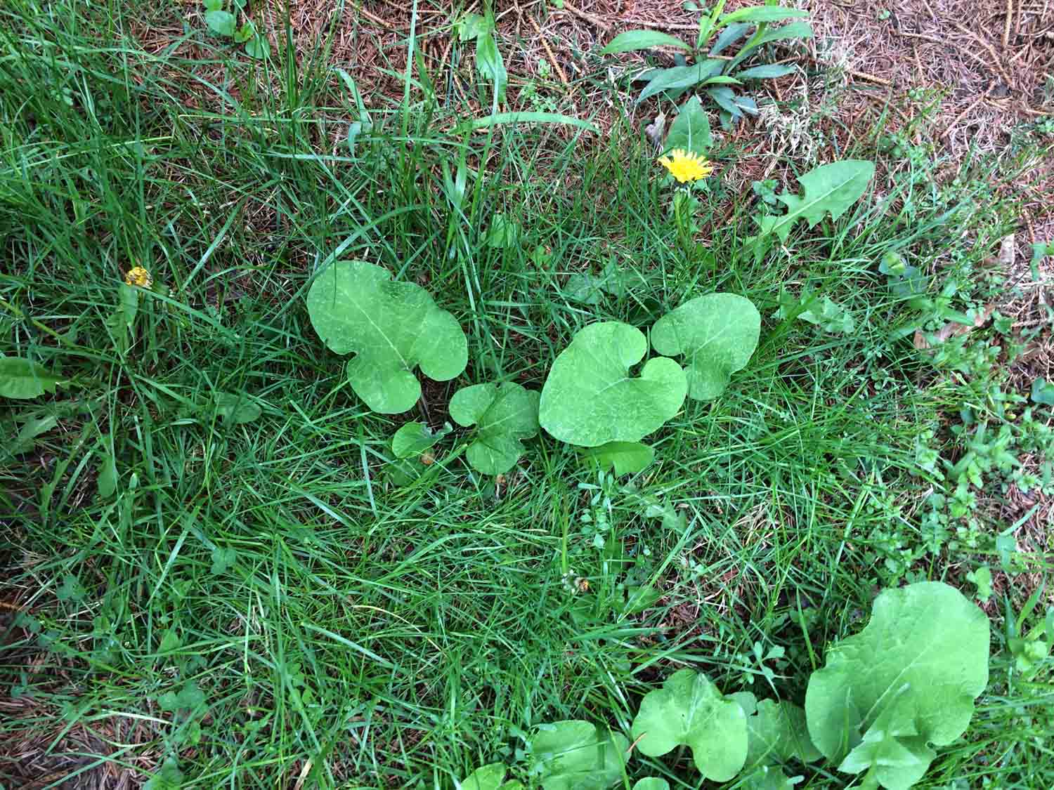 Common Lawn Weeds 1.jpg