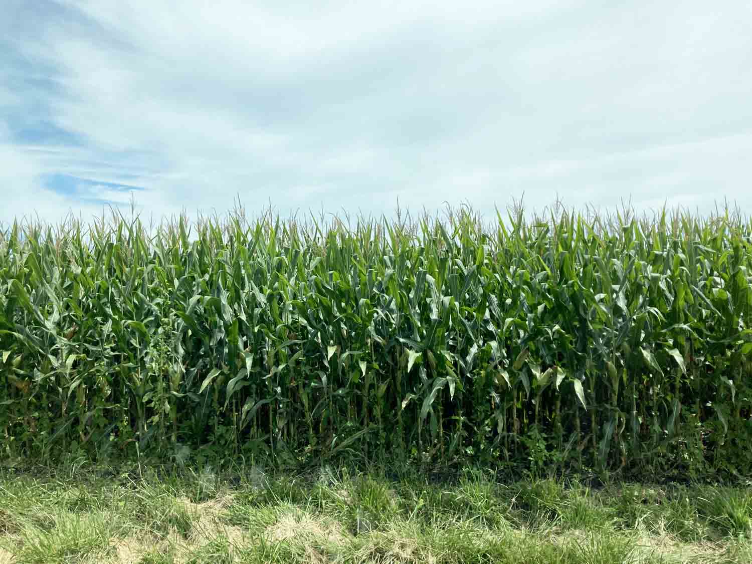 Cornfield1 1.jpg