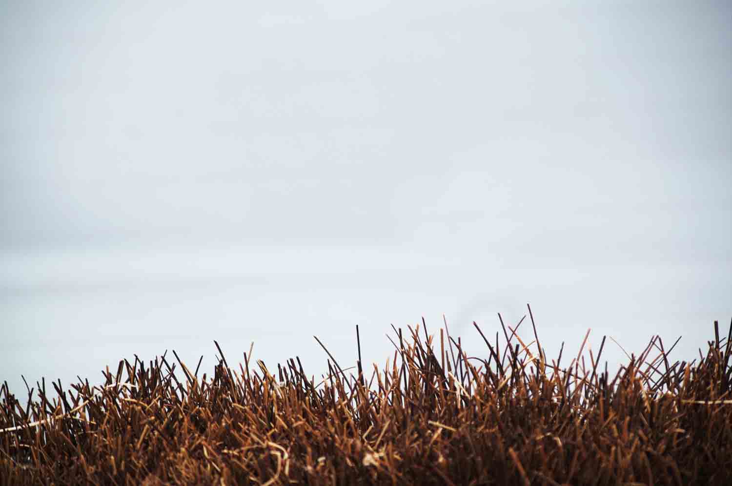 Field Blur 1.jpg