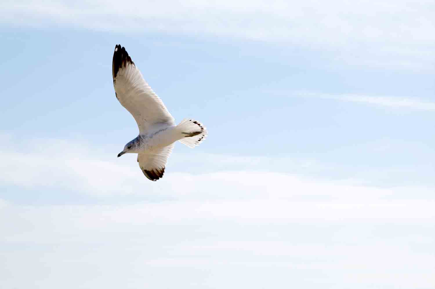 Flying Seagull3 1.jpg