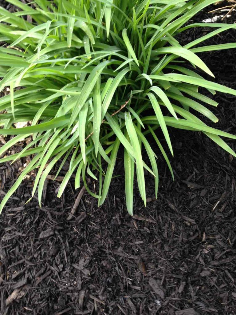Garden Mulch 1.jpg