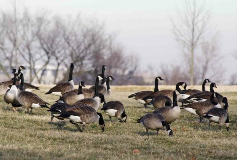 Geese Field2 1.jpg