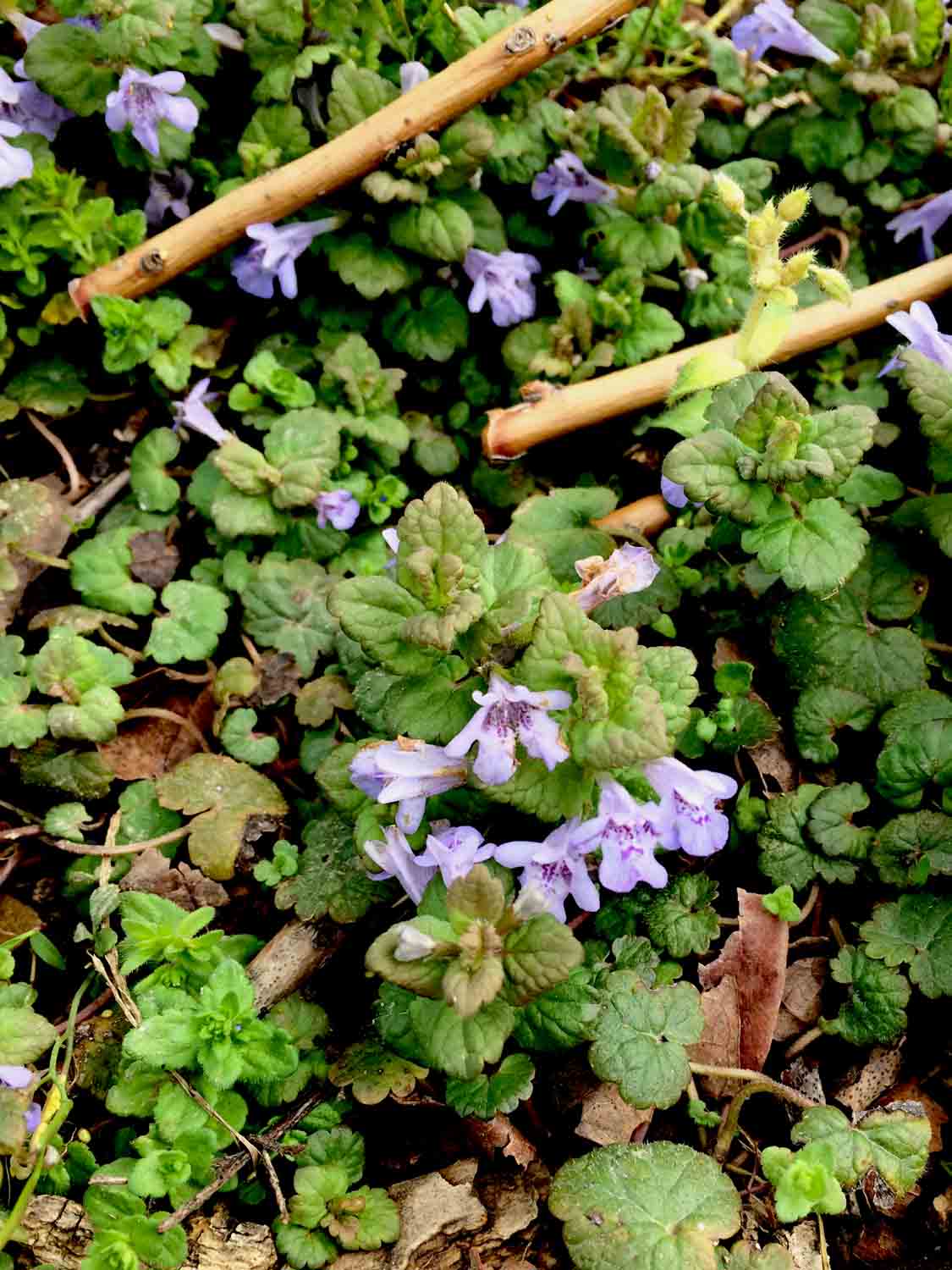 Glechoma Hederacea Ground Ivy 1.jpg