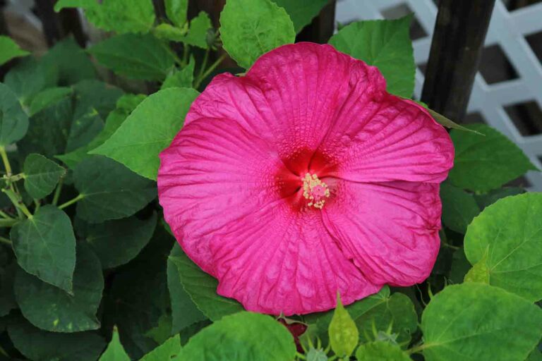 Hibiscus 1.jpg