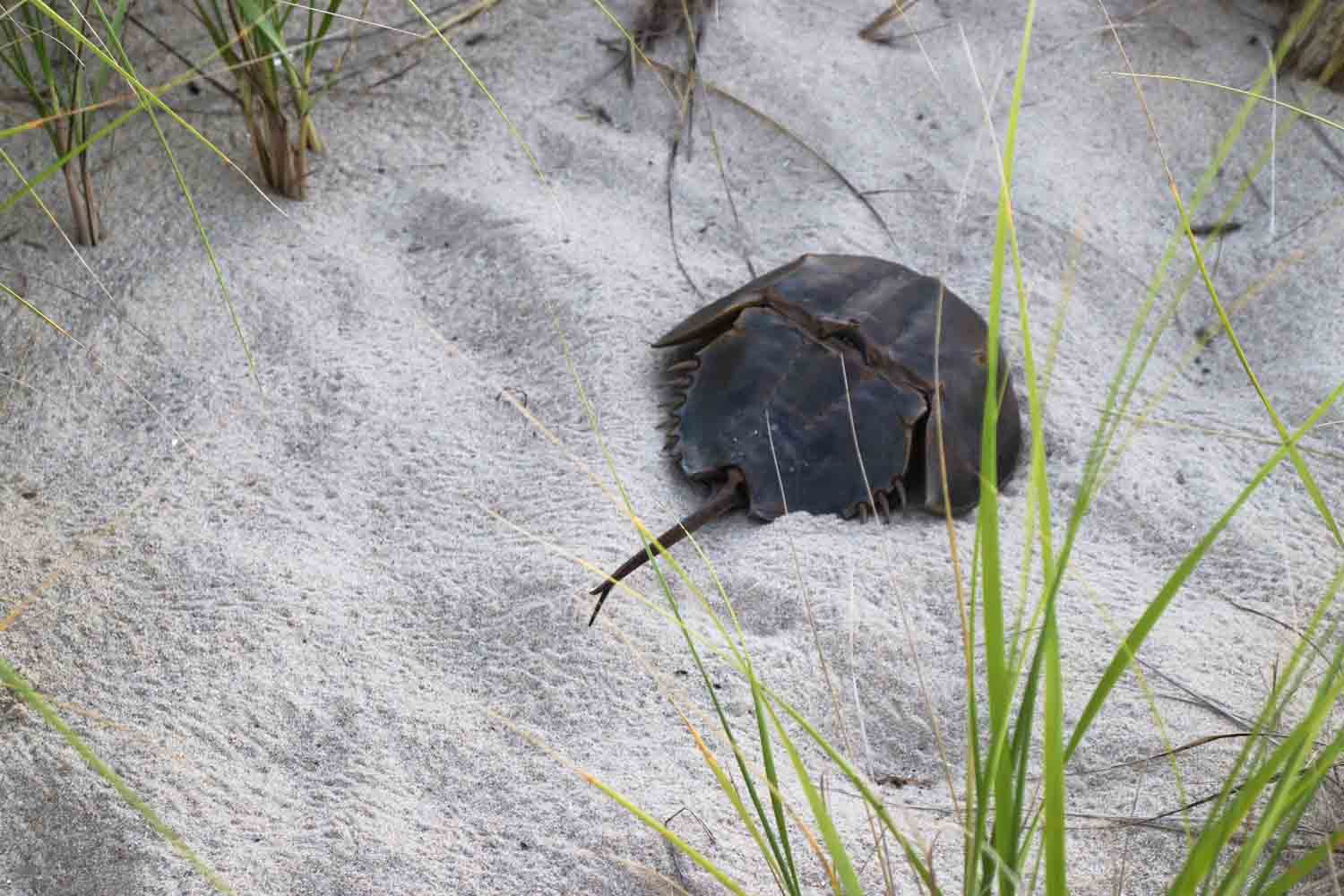 Horseshoe Crab 1.jpg