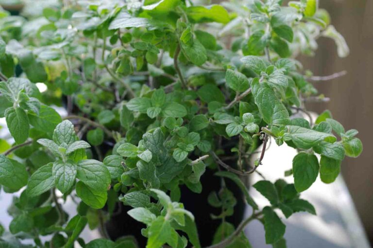 Houseplant 1.jpg
