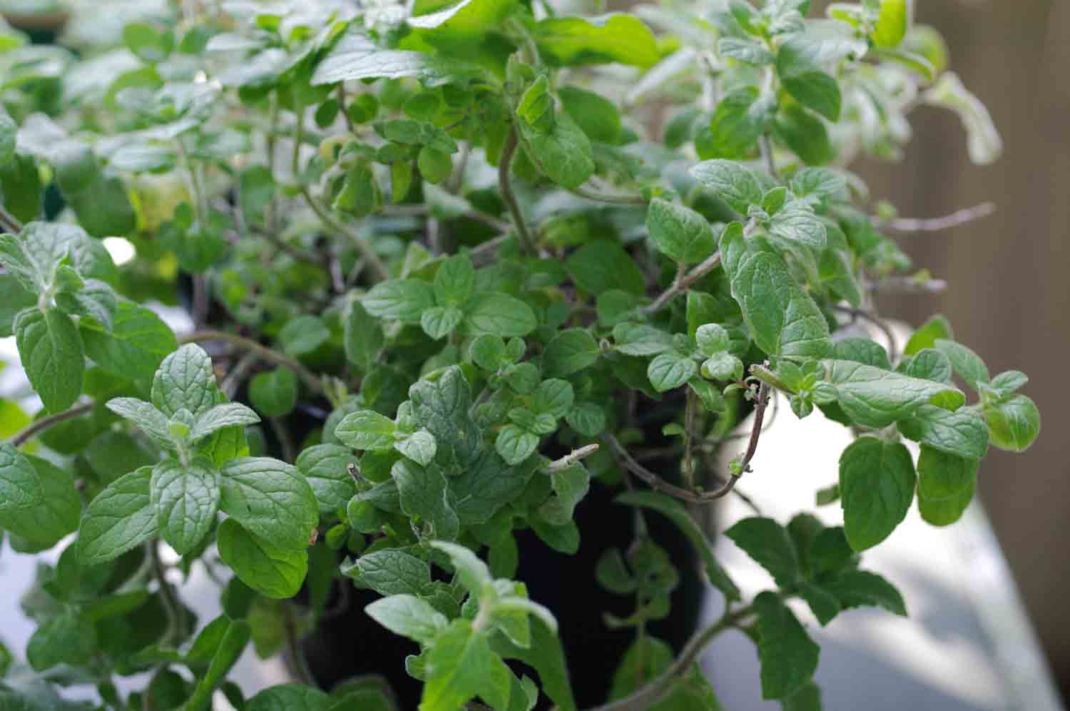 Houseplant 1.jpg