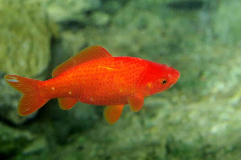 Koi Goldfish 1.jpg