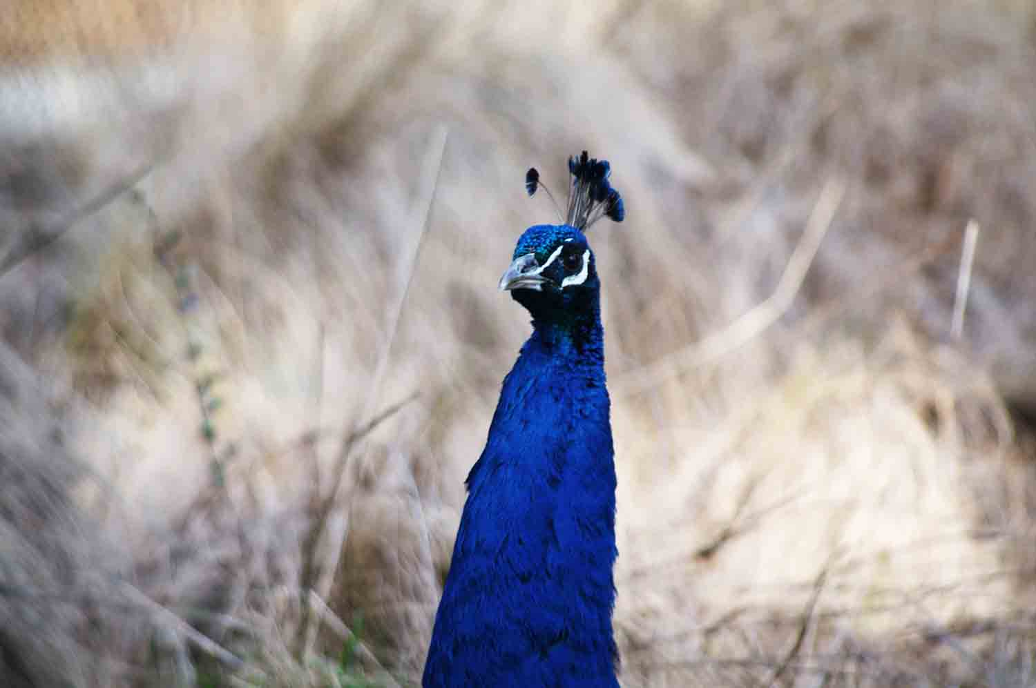 Male Peacock 1.jpg