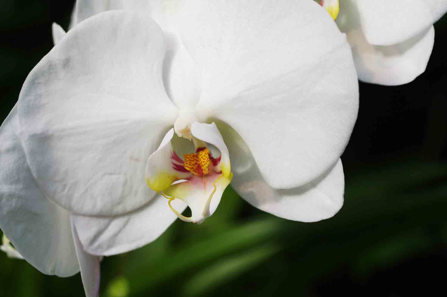Orchid Flower1 1.jpg