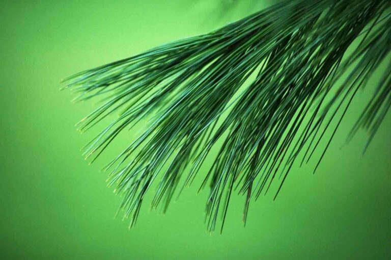 Pine Branch 1.jpg