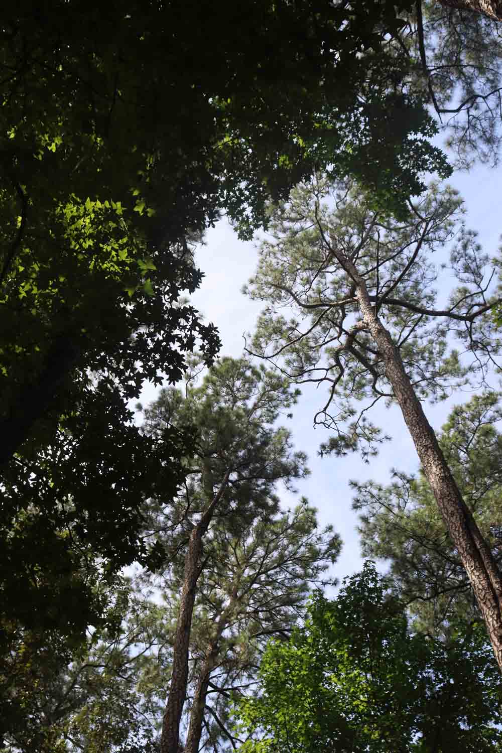 Pine Branch Sky 1.jpg