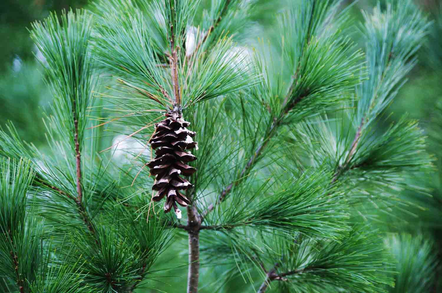 Pine Cone Branch 1.jpg