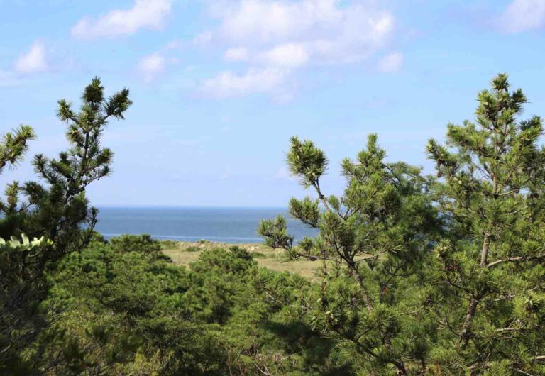 Pinebeach1 1.jpg