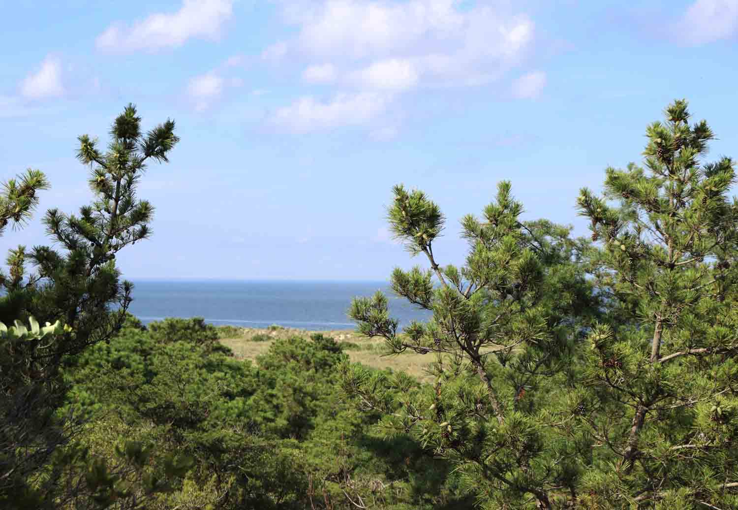 Pinebeach1 1.jpg