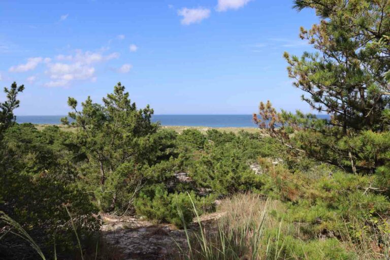 Pinedunesocean 1.jpg