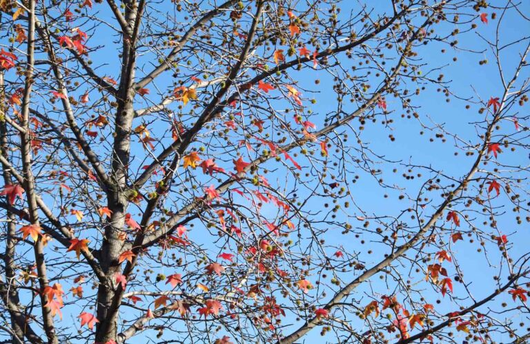 Red Maple Tree Autumn 1.jpg