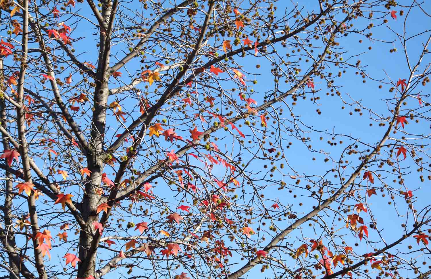 Red Maple Tree Autumn 1.jpg