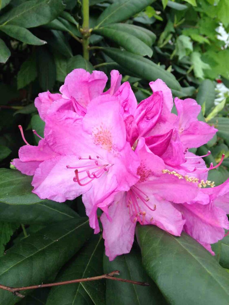 Rhododendron Blossom 1.jpg