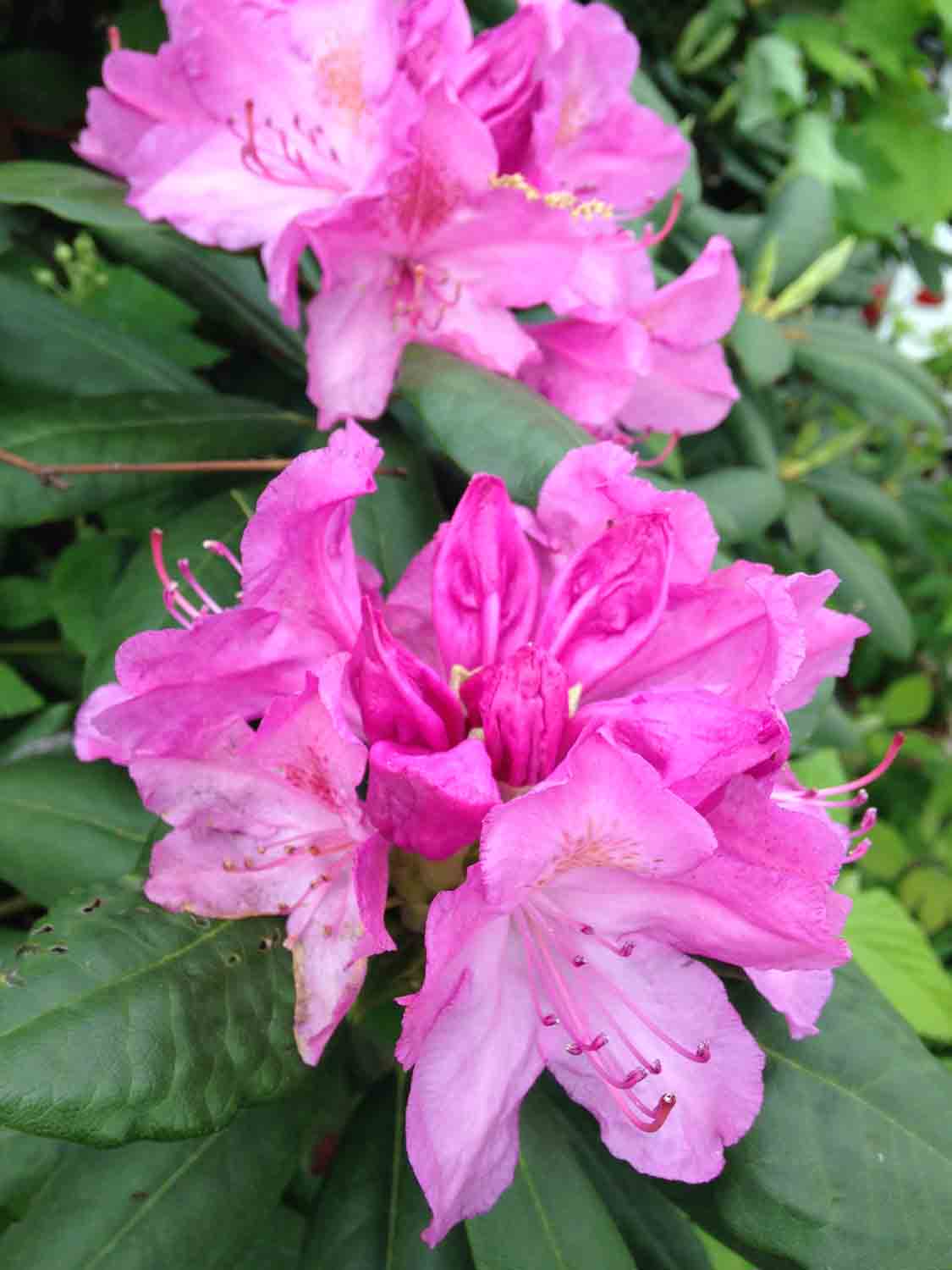 Rhododendron Pink 1.jpg