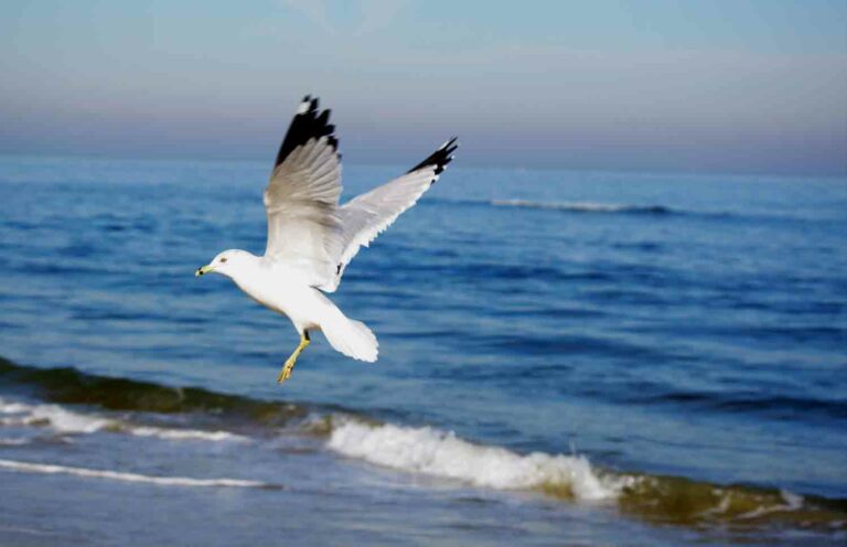 Seagull In Flight Ocean 1.jpg