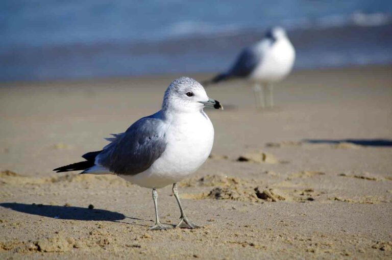 Seagull Sand Ocean 1.jpg
