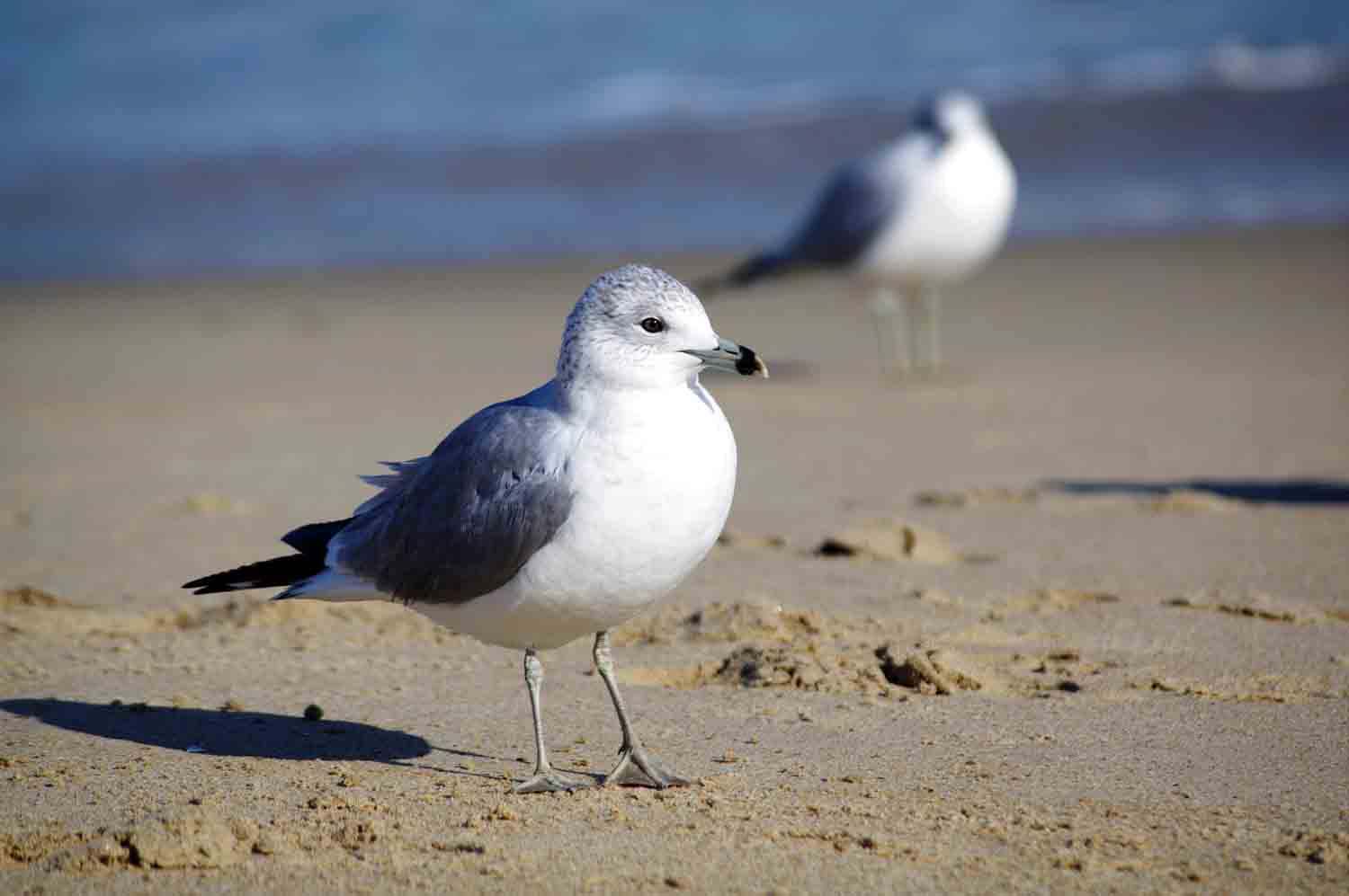 Seagull Sand Ocean 1.jpg