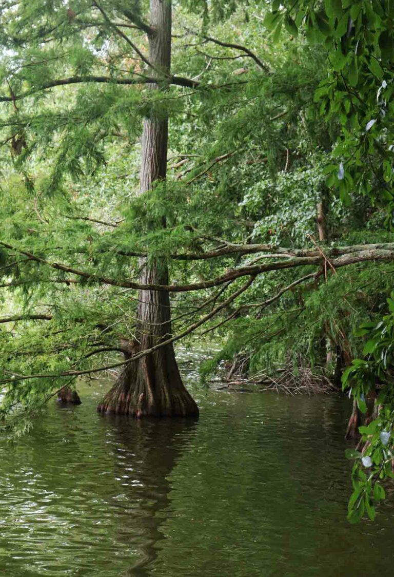 Swampwater 1.jpg