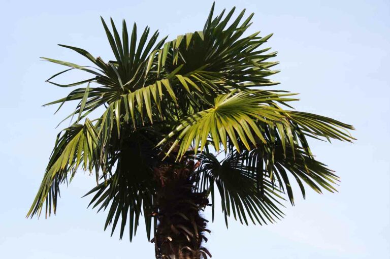 Tropical Palm Tree Leaves 1.jpg