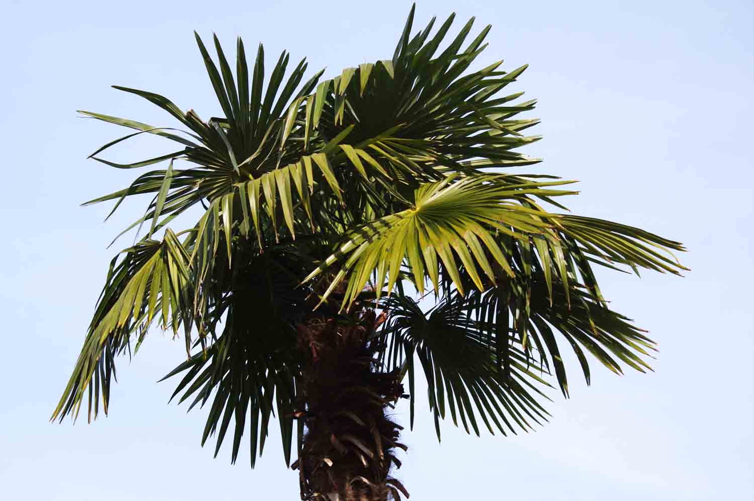 Tropical Palm Tree Leaves 1.jpg