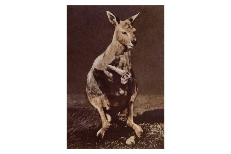 Angry Vintage Kangaroo Image Web