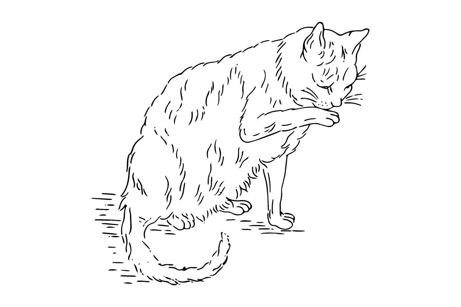 Antique Cat Embroidery Pattern Web